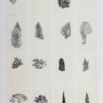 Die Baumauswahl. Carbonil&Conté/paper. 14x8,5cm.x20